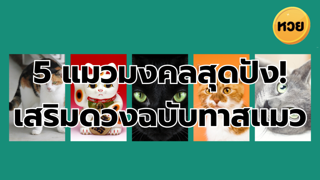 5 แมวมงคลสุดปัง! เสริมดวงฉบับทาสแมว