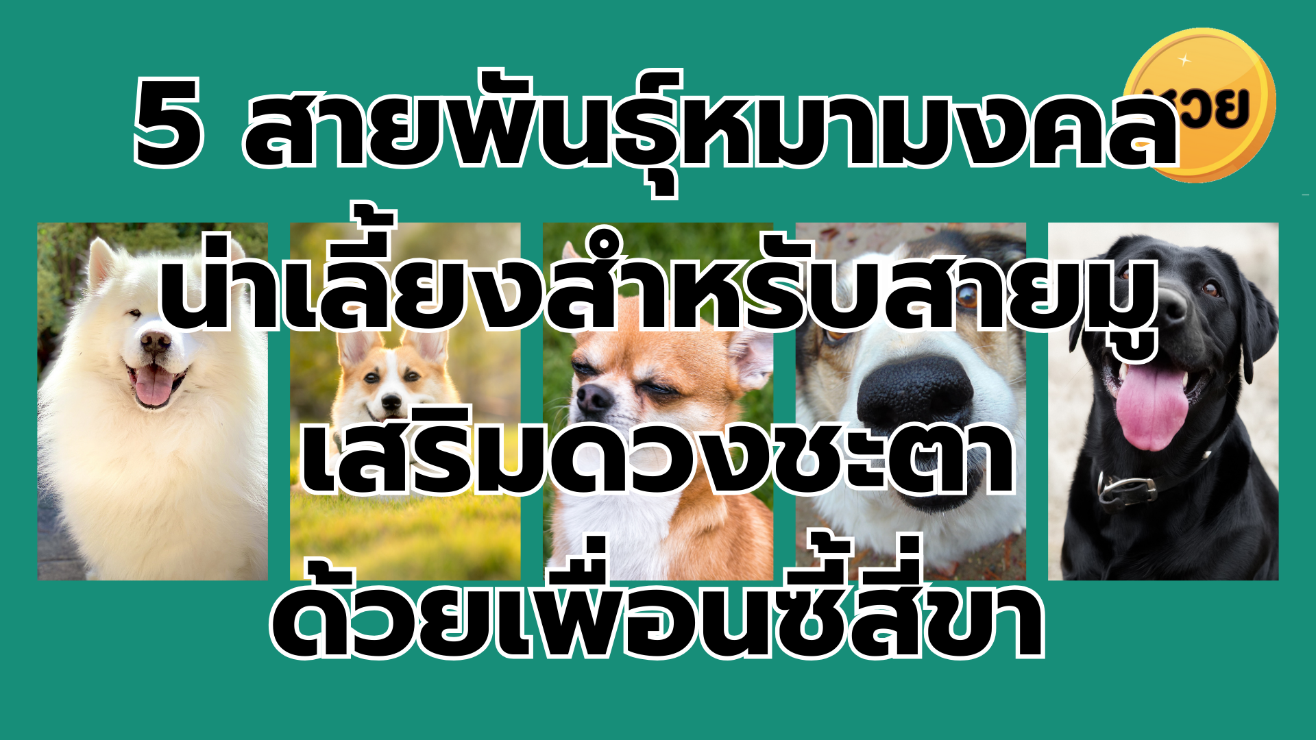 5 สายพันธุ์หมามงคลน่าเลี้ยงสำหรับสายมู เสริมดวงชะตาด้วยเพื่อนซี้สี่ขา