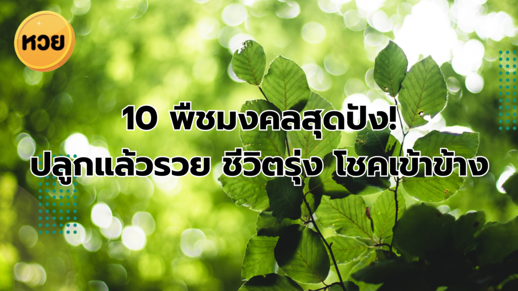 10 พืชมงคลสุดปัง! ปลูกแล้วรวย ชีวิตรุ่ง โชคเข้าข้าง